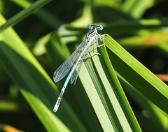 Platycnemis pennipes