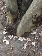 Fungi
