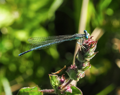 Platycnemis pennipes