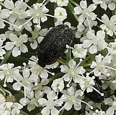 Dermestidae