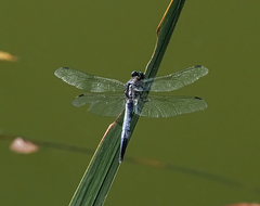Orthetrum albistylum