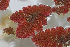 Azolla pinnata