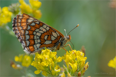Euphydryas maturna