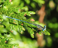 Platycnemis pennipes