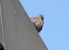 Columba livia domestica