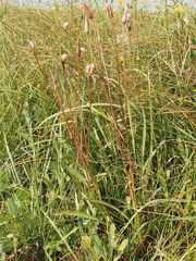 Scorzonera parviflora