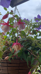 Fuchsia × hybrida