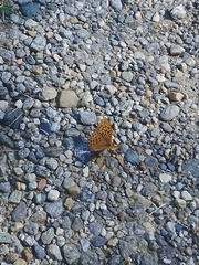 Argynnis paphia