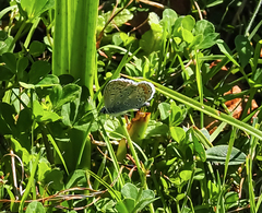 Polyommatus icarus