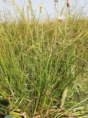 Scorzonera parviflora