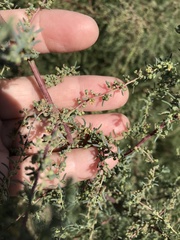 Salsola tragus