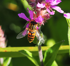 Helophilus pendulus
