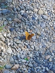 Argynnis paphia