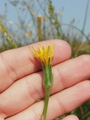 Scorzonera parviflora