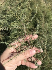 Salsola tragus