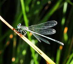 Platycnemis pennipes