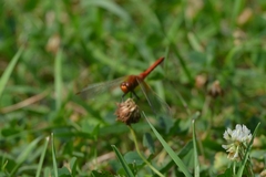 Sympetrum flaveolum
