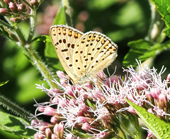 Lycaena tityrus