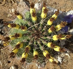 Ferocactus herrerae