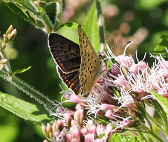 Lycaena tityrus