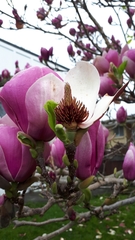 Magnolia × soulangeana