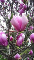 Magnolia × soulangeana