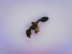 Cardiocondyla mauritanica