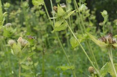 Macroglossum stellatarum