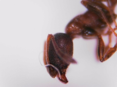 Cardiocondyla mauritanica