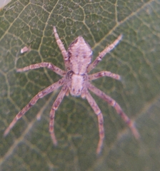 Philodromus aureolus
