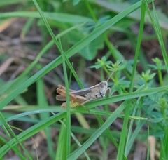 Gomphocerippus rufus