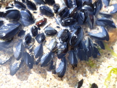 Mytilus edulis