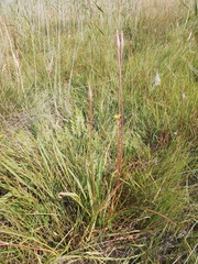 Scorzonera parviflora