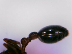 Cardiocondyla mauritanica