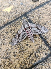 Agrius convolvuli