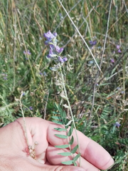 Astragalus austriacus