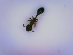 Cardiocondyla mauritanica