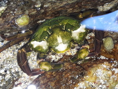 Carcinus maenas