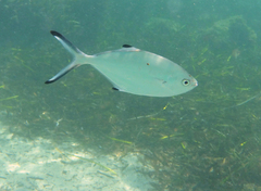 Trachinotus ovatus