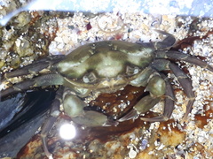 Carcinus maenas