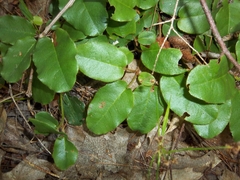 Epigaea repens