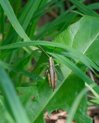 Gomphocerippus rufus