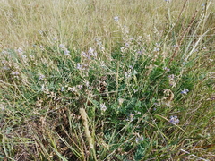 Astragalus austriacus