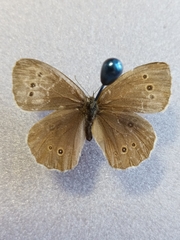 Aphantopus hyperantus