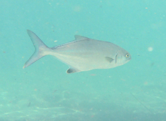 Lichia amia
