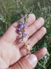Astragalus austriacus