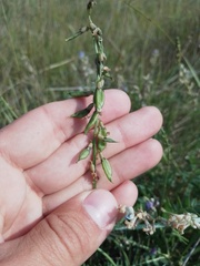 Astragalus austriacus