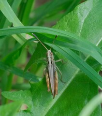 Gomphocerippus rufus