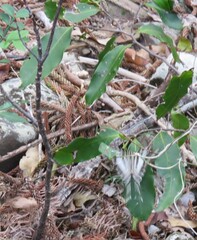Protographium leosthenes