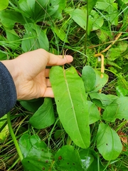 Rumex aquaticus
